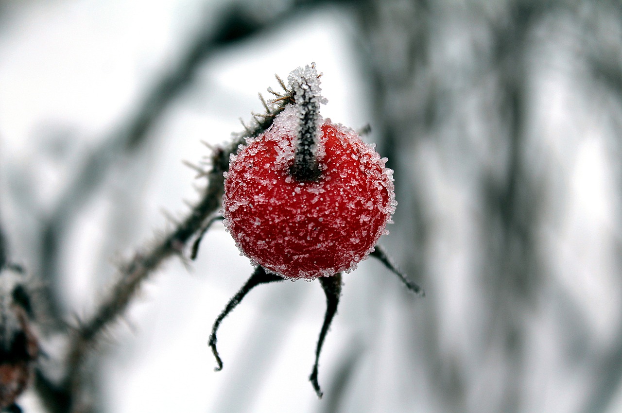 Image - winter rose hip ice rose hips