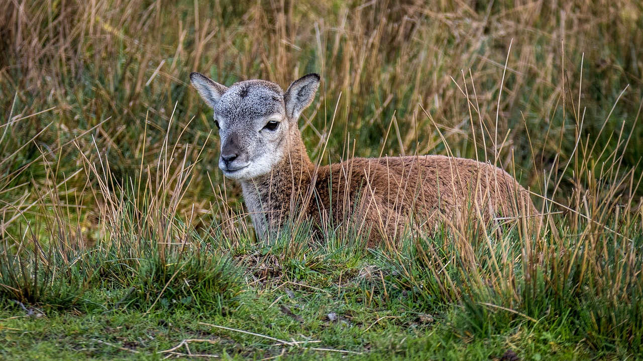 Image - muflon cub young small animal