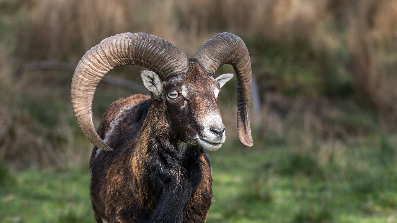 Image - muflon aries corners wild animal