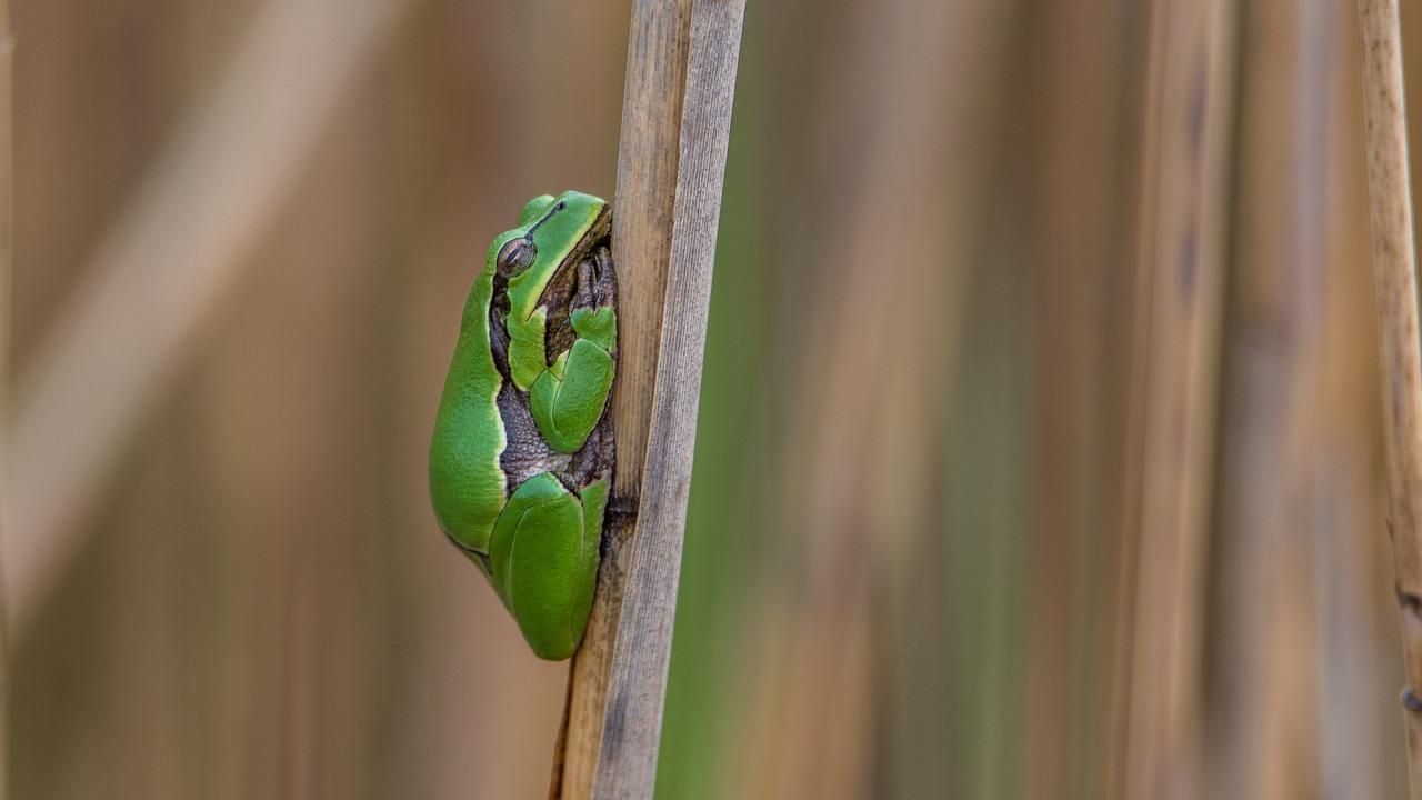 Image - tree frog green frog tree frog