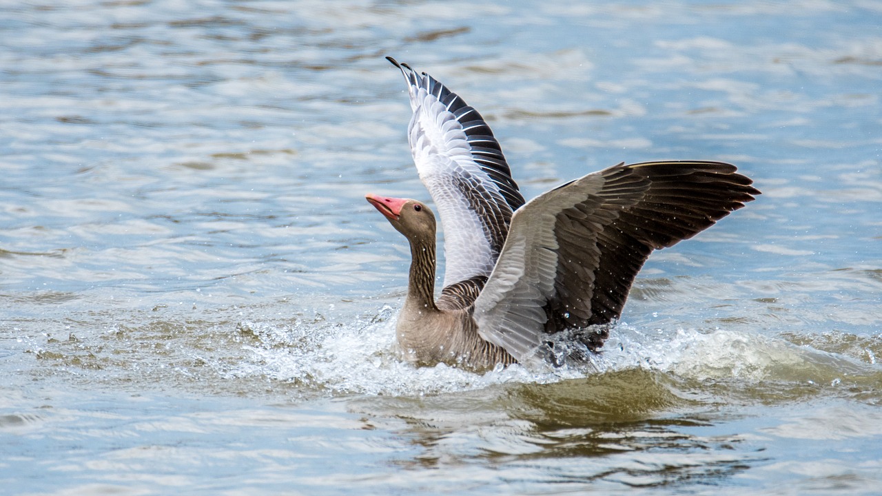 Image - goose big bird wings water bird