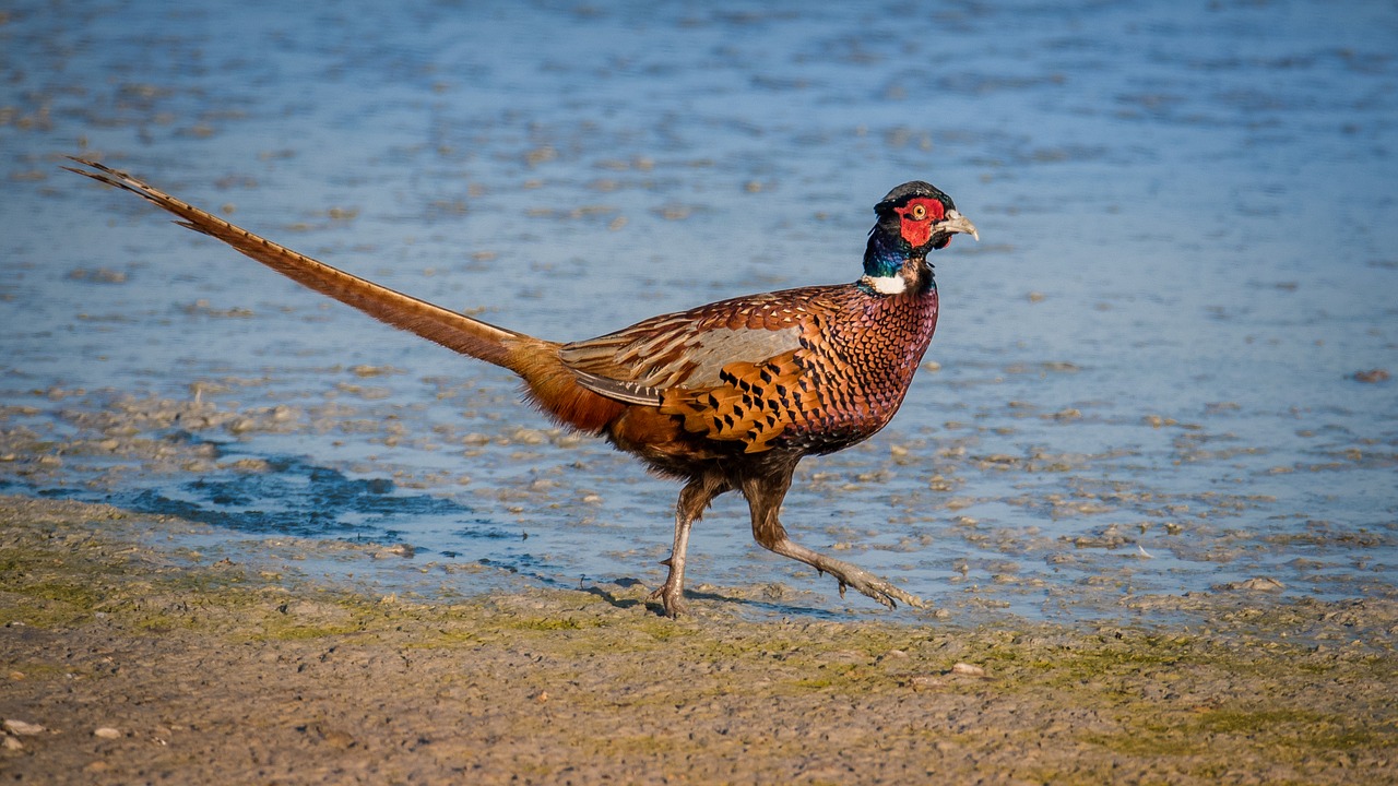 Image - pheasant bird wings afloat beak