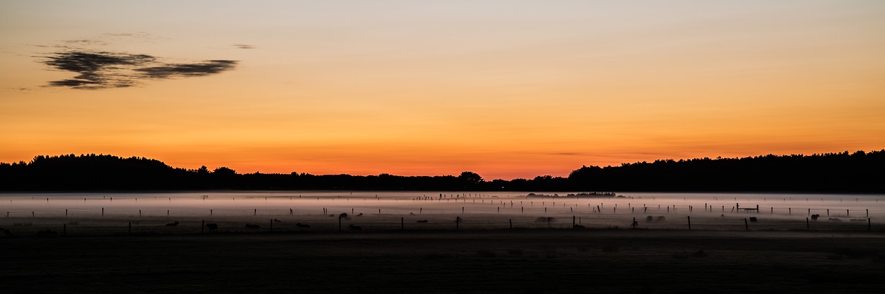 Image - panorama sunset forest sheep