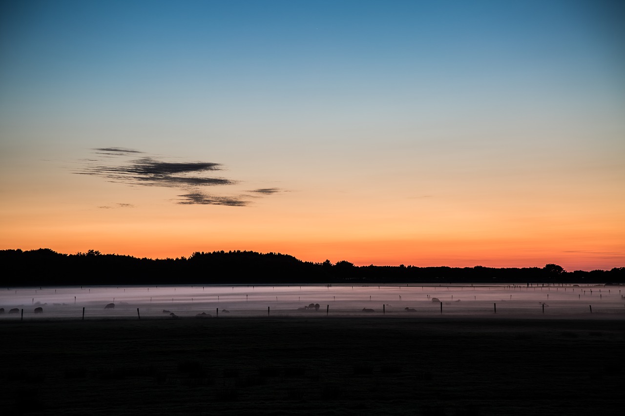 Image - sunset meadow forest sheep