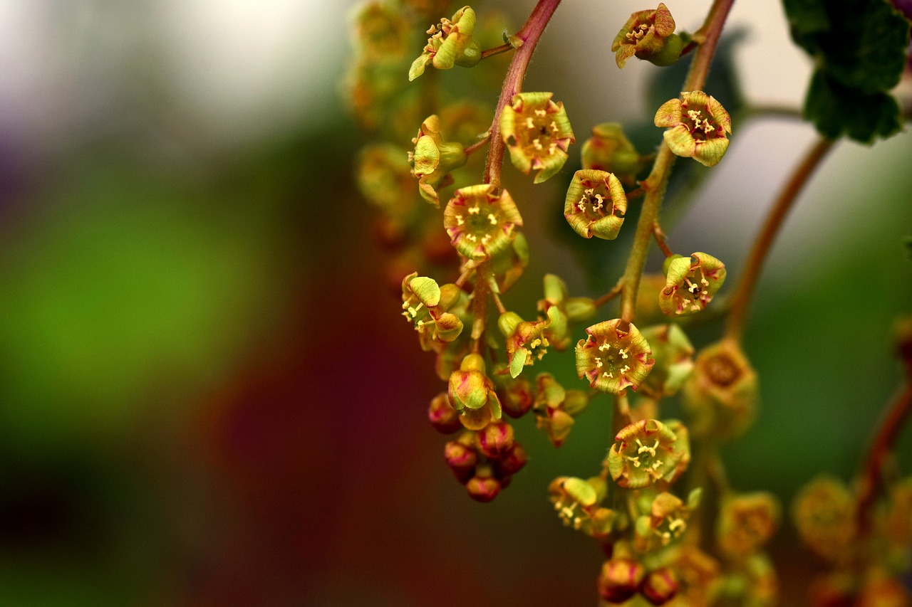 Image - currants flowers ribes