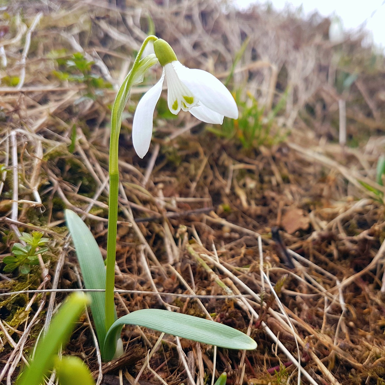 Image - spring macro snowdrop white