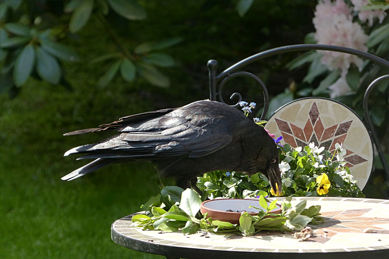 Image - raven bird corvus black foraging