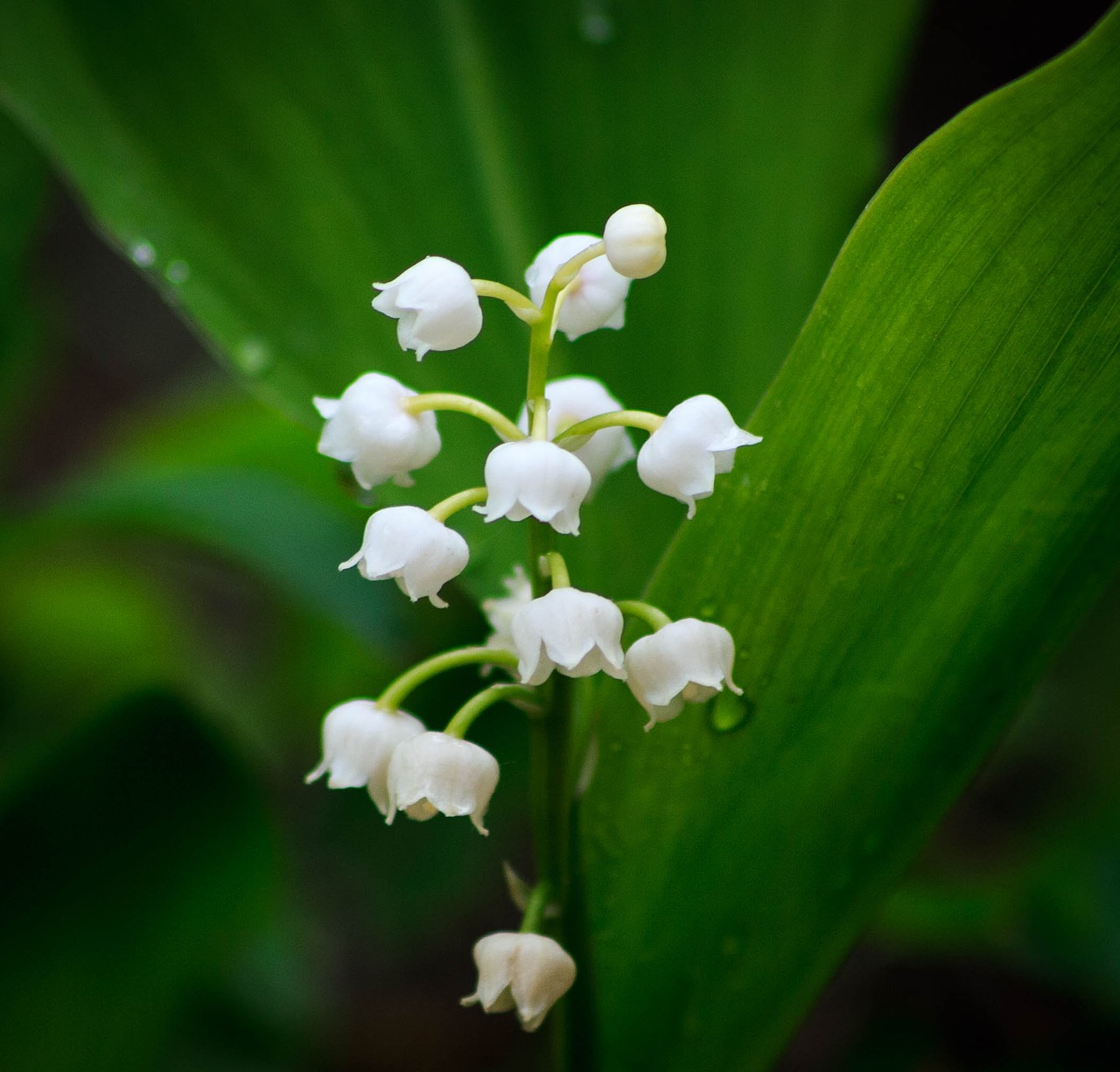 Image - lily of the valley flower spring