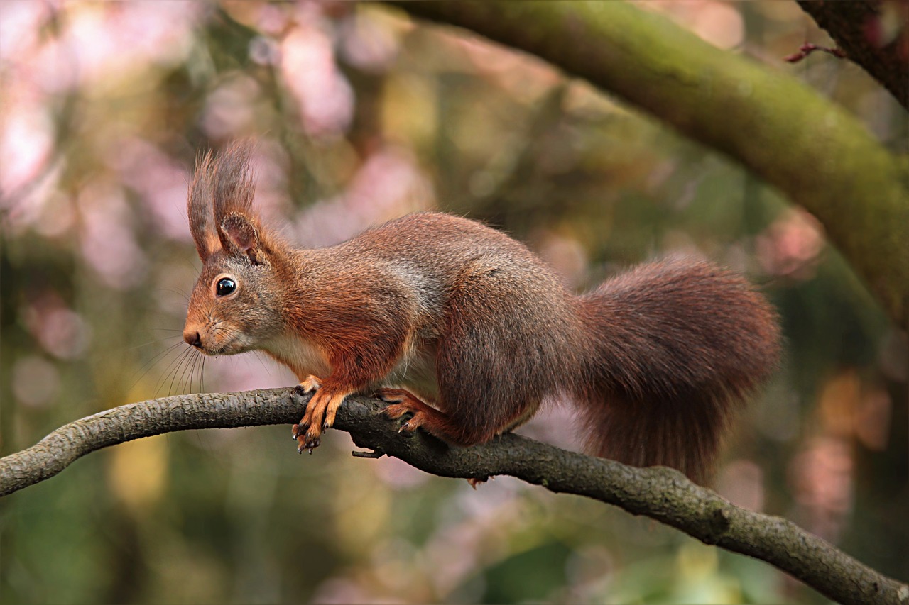 Image - squirrel rodent