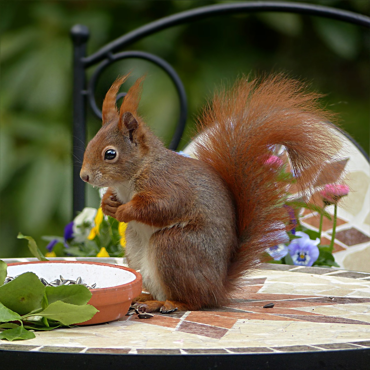 Image - squirrel animal rodent