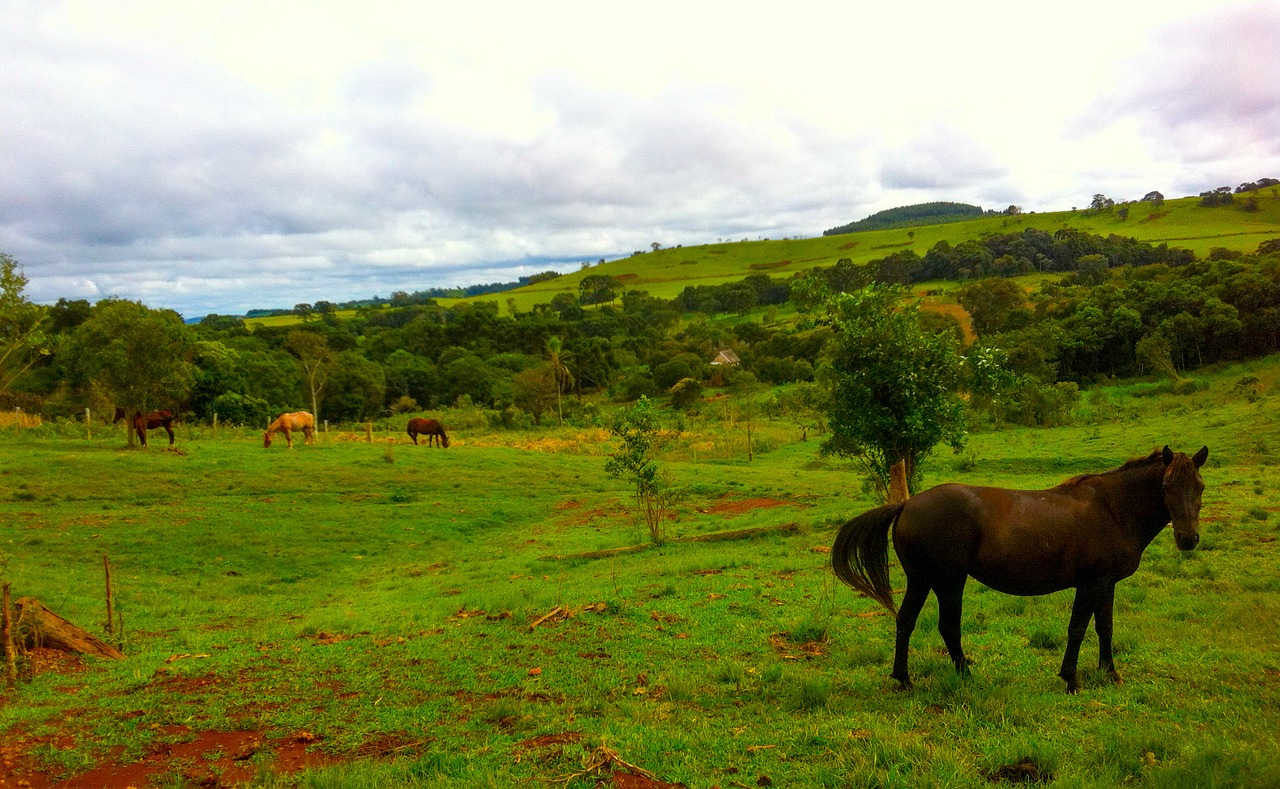 Image - horse green trees pasture field