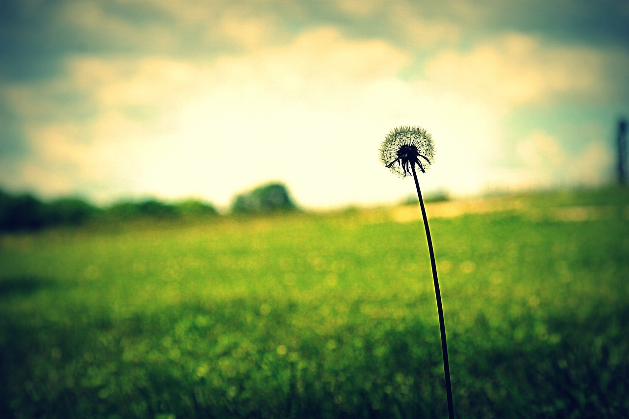 Image - dandelion flower grass spring