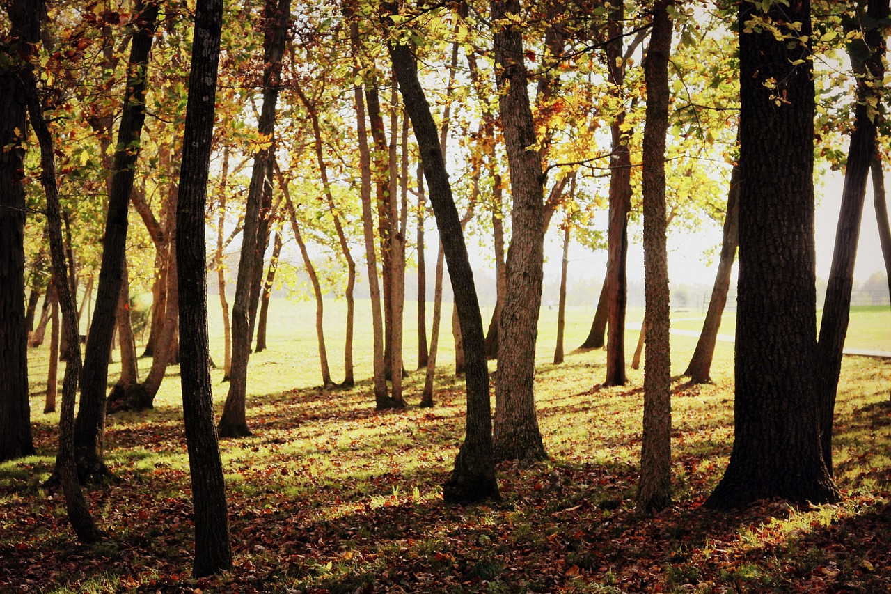 Image - forest fall autumn nature