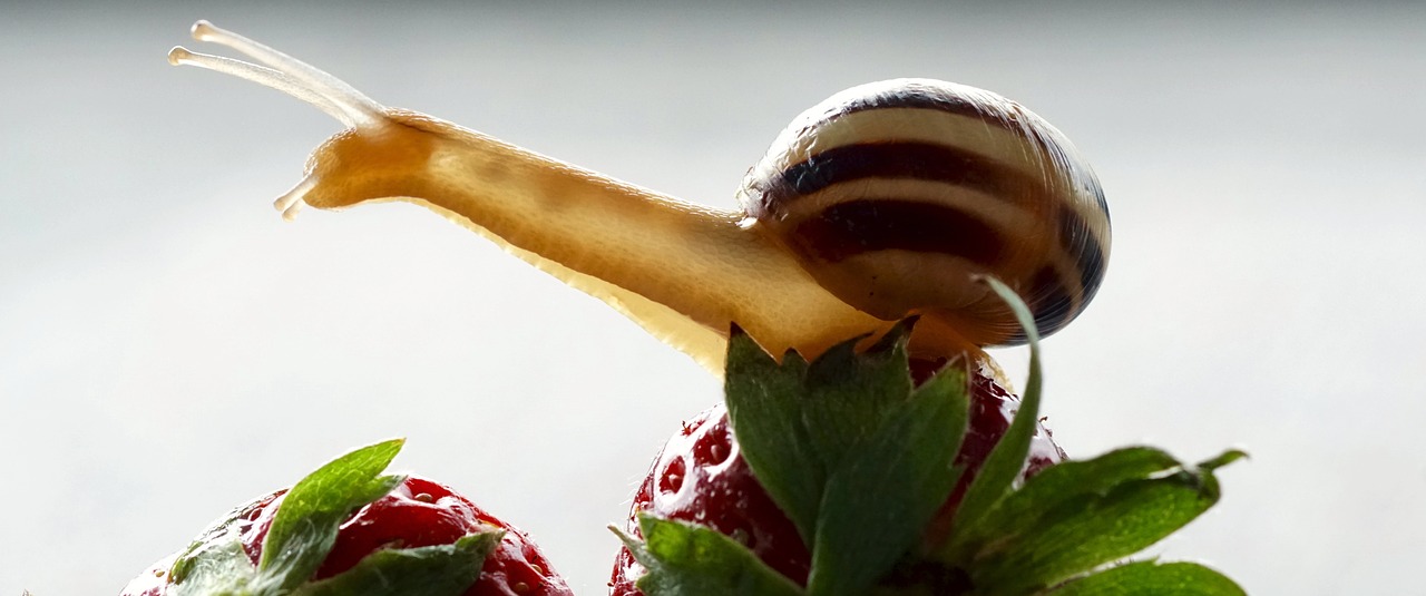 Image - snail strawberries shell probe