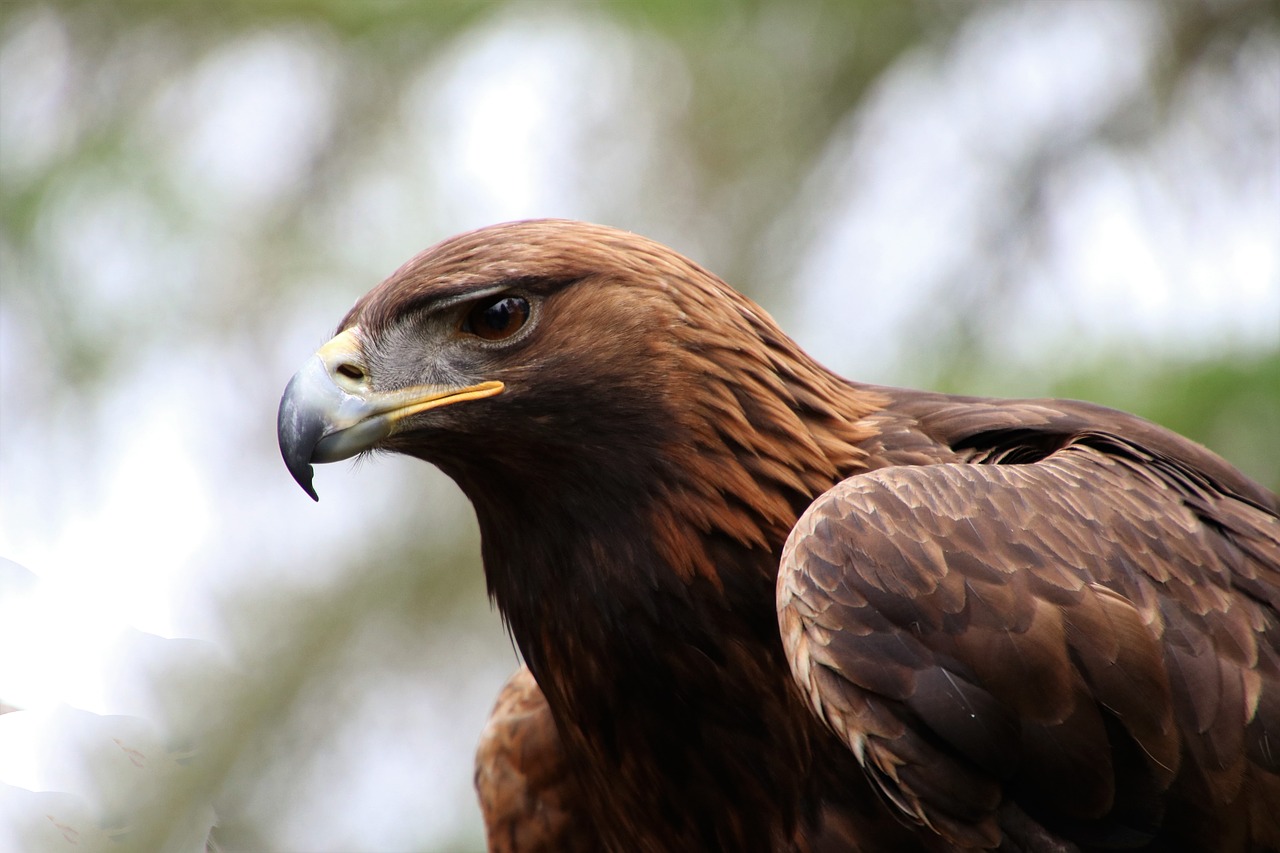 Image - golden eagle eagle golden bird