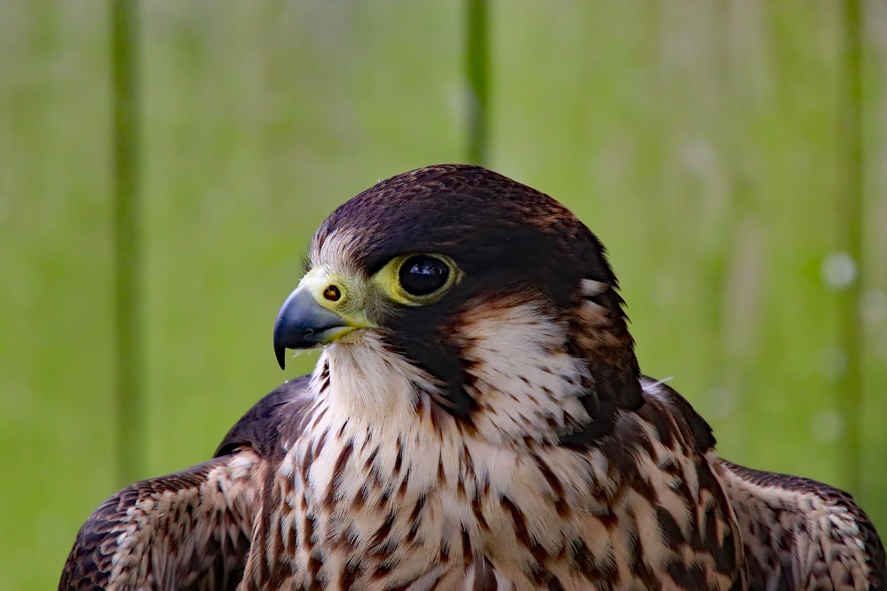 Image - peregrine falcon falcon fast bird