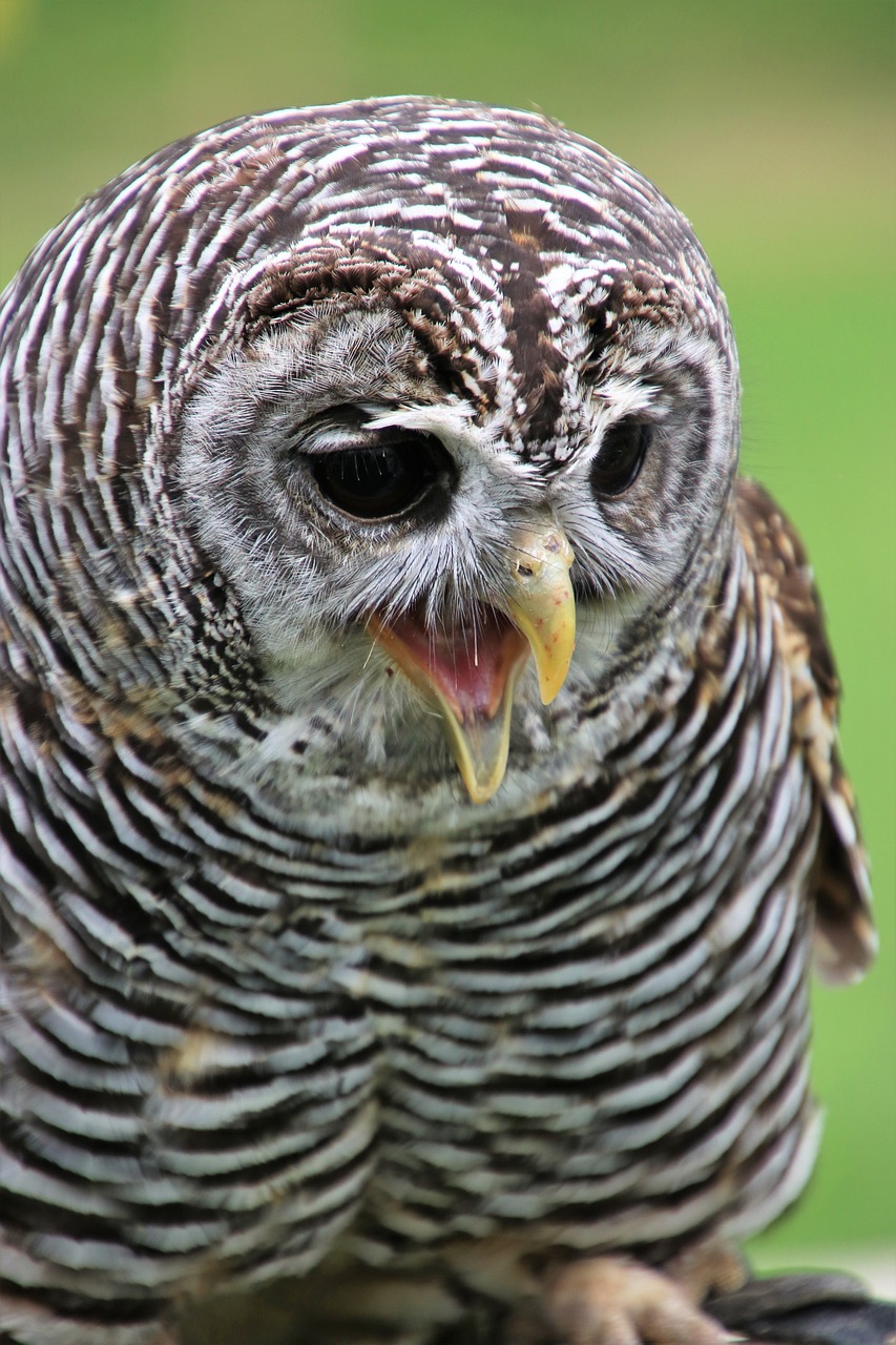 Image - chaco owl owl bird chaco beak