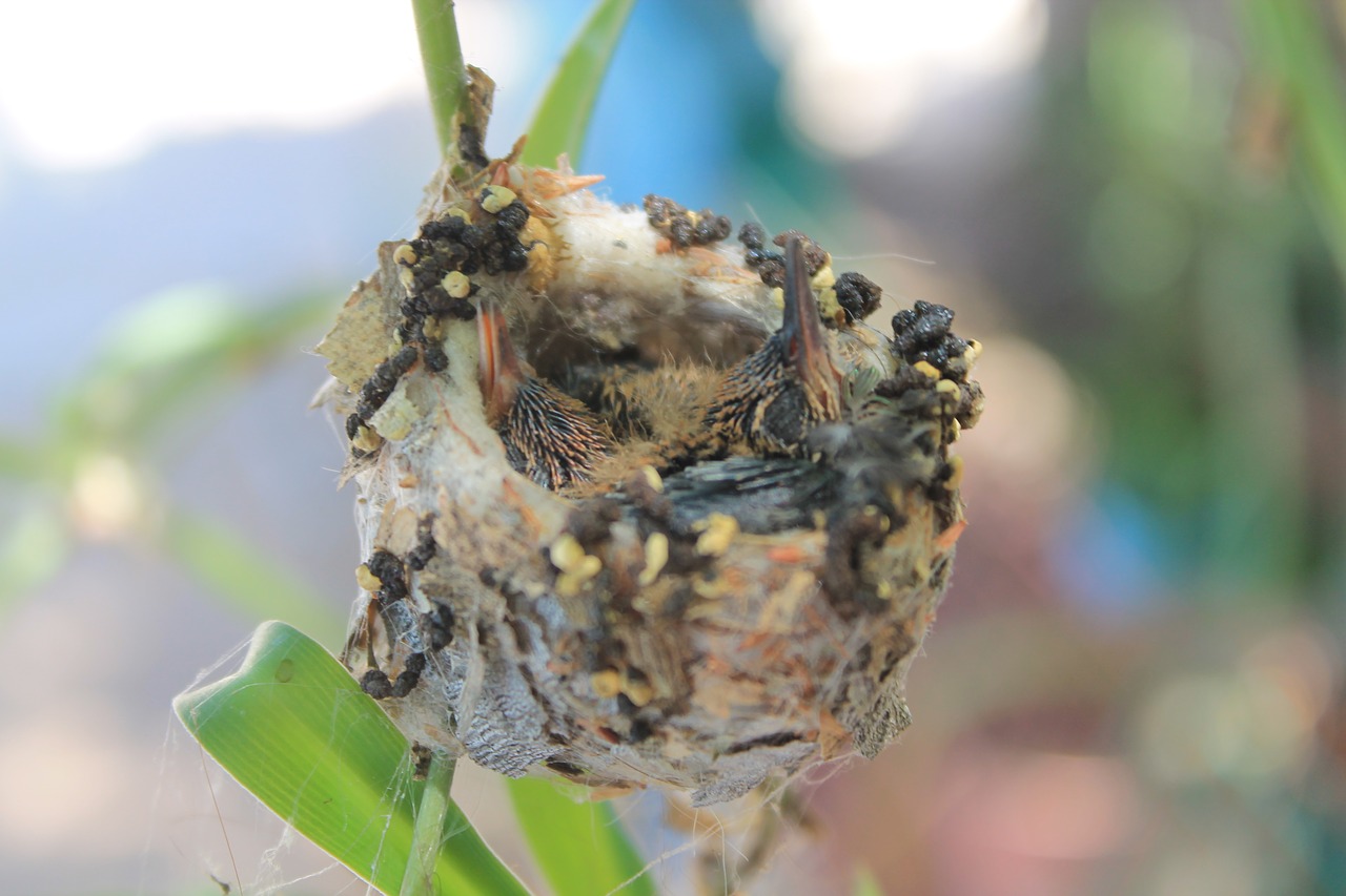 Image - hummingbird chick bird feathers