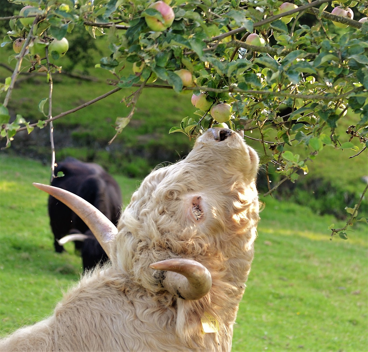 Image - beef cow pasture graze cattle