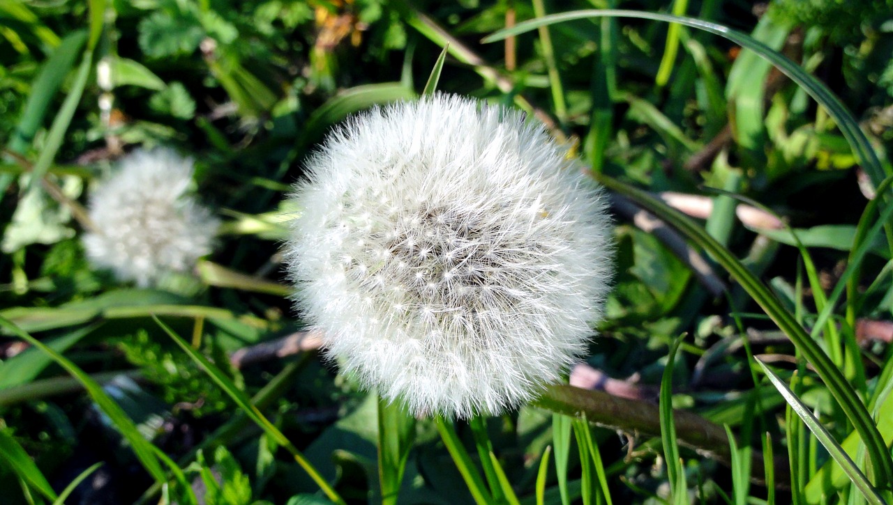 Image - spring dandelion the sun heat