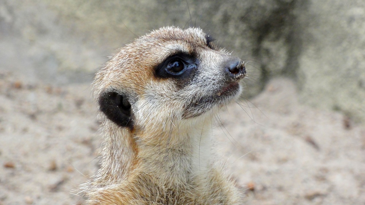 Image - surykatka africa mammal animal