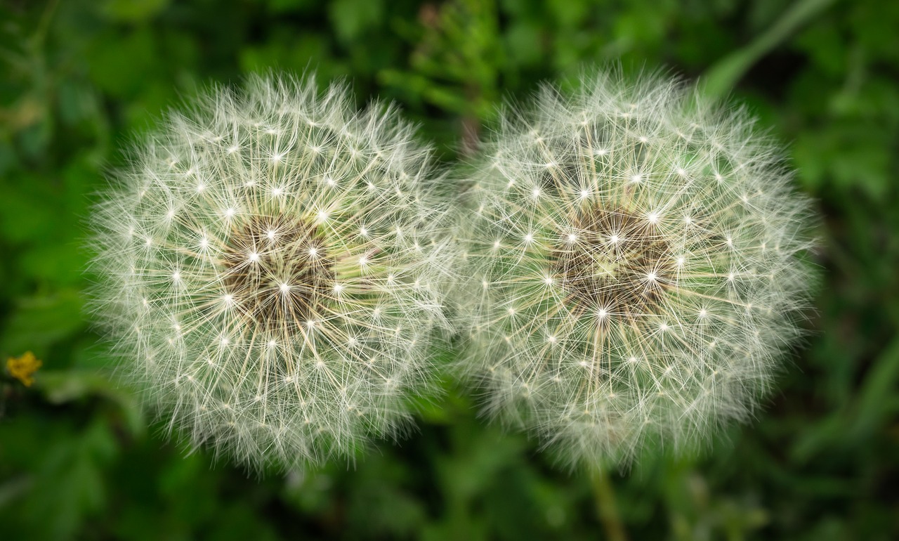 Image - dandelion mr hall seeds nature