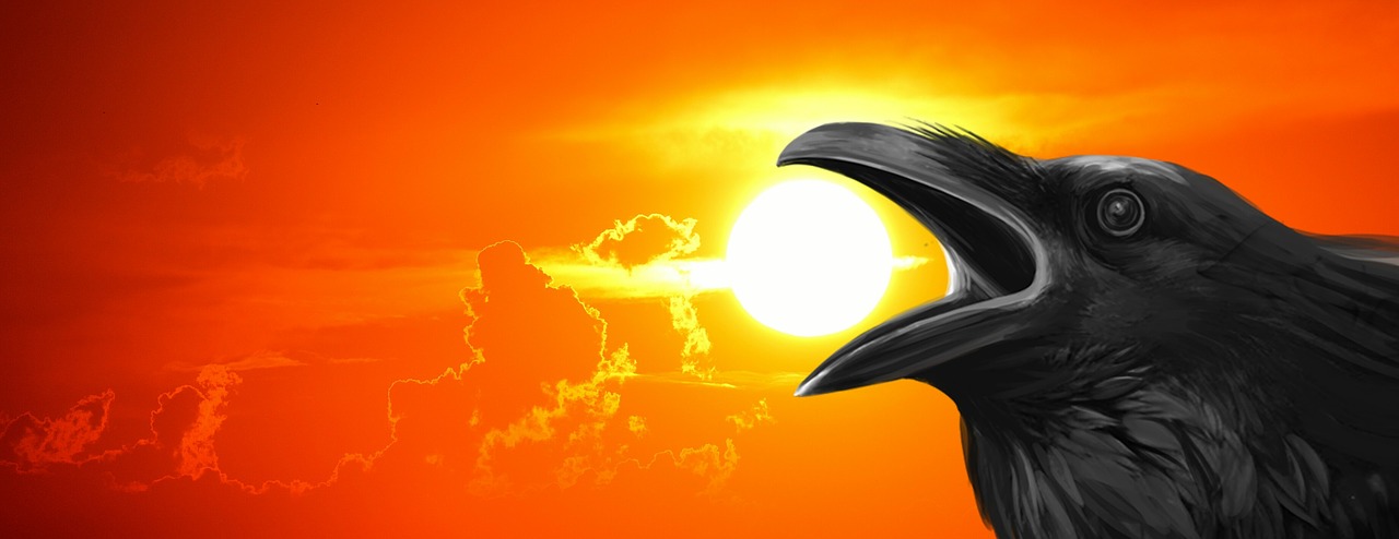 Image - sunset raven crow lawn bird night