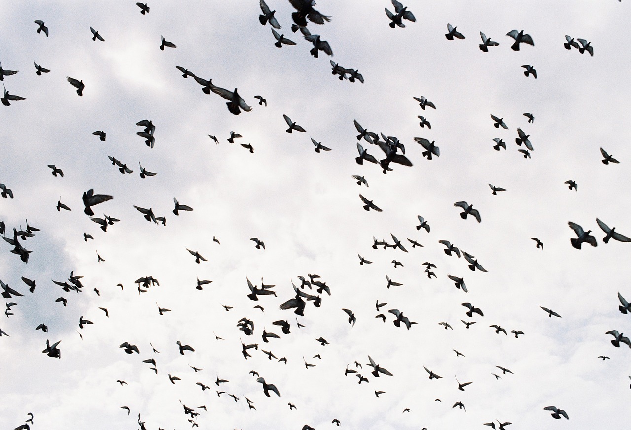 Image - birds birds flying group of birds