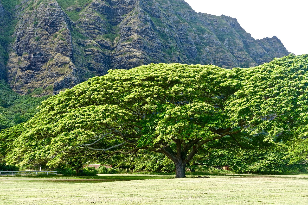 Image - tree monkeypod hawaii environment