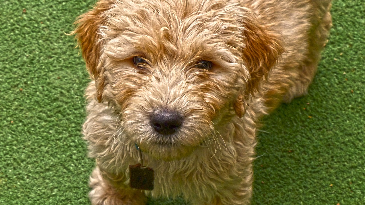 Image - dog puppy golden doodle pet curly