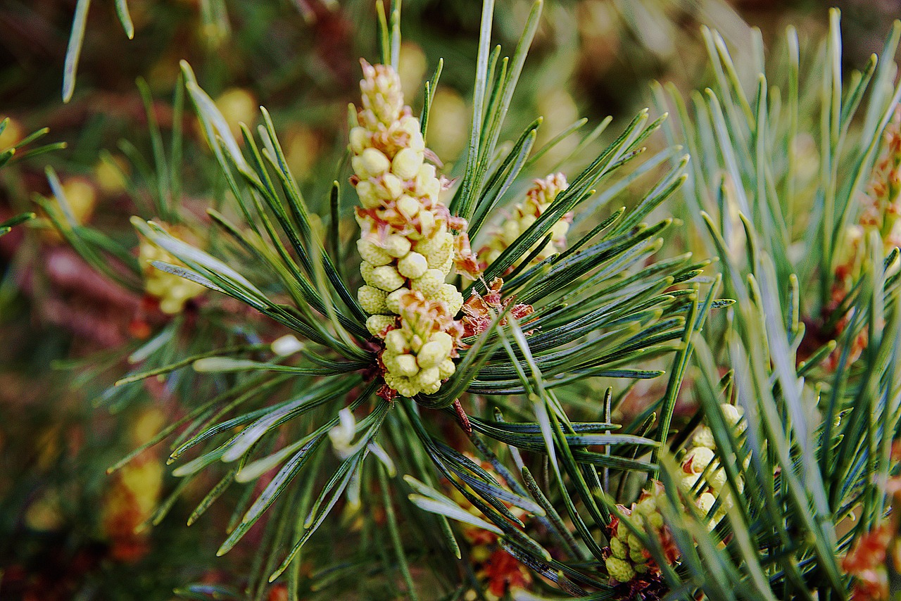 Image - spring conifer flowers