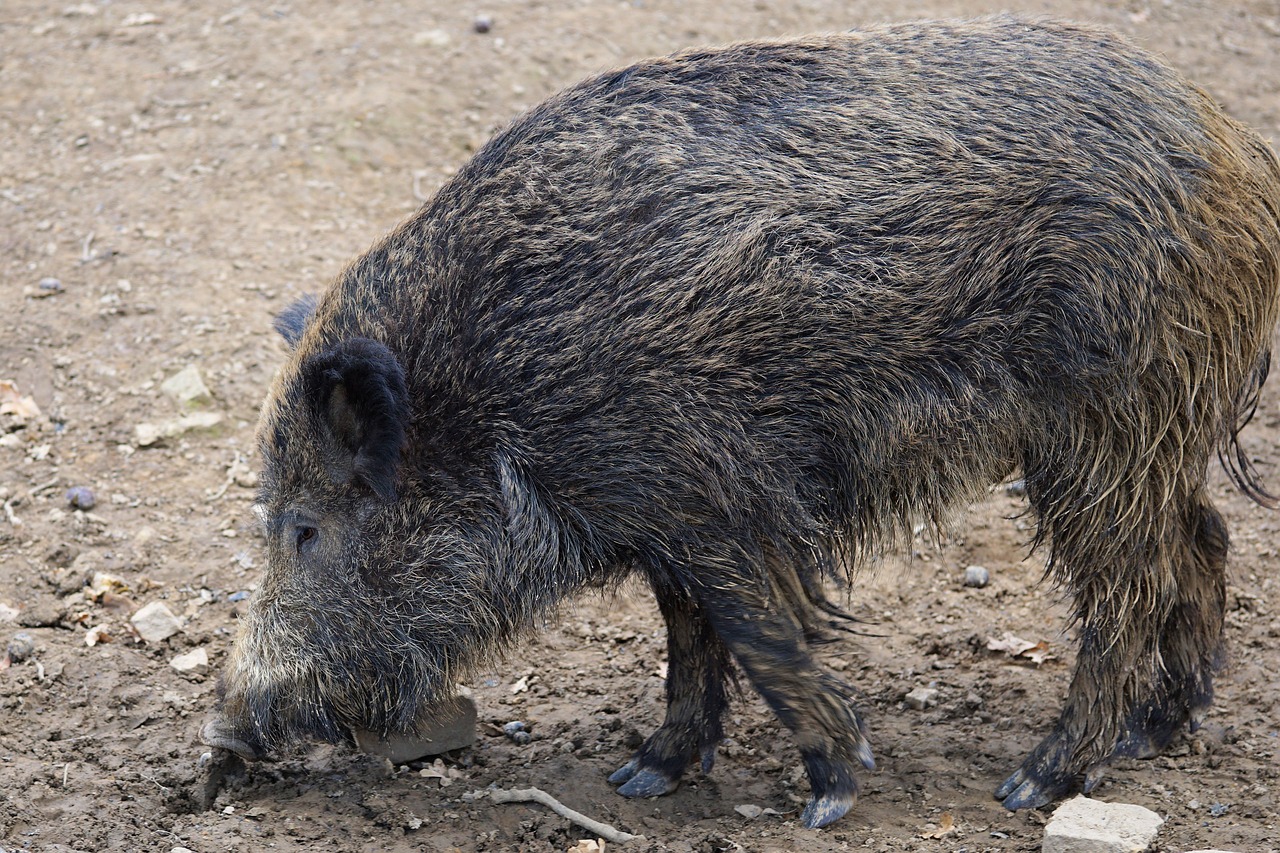 Image - boar pig sow nature animal park