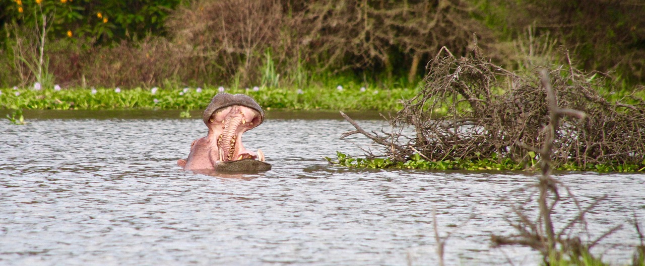 Image - hippo kenya lake naivasha