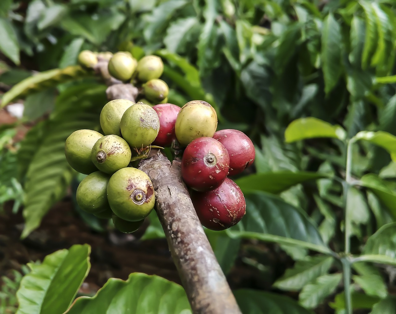 Image - coffe plant ant red green food