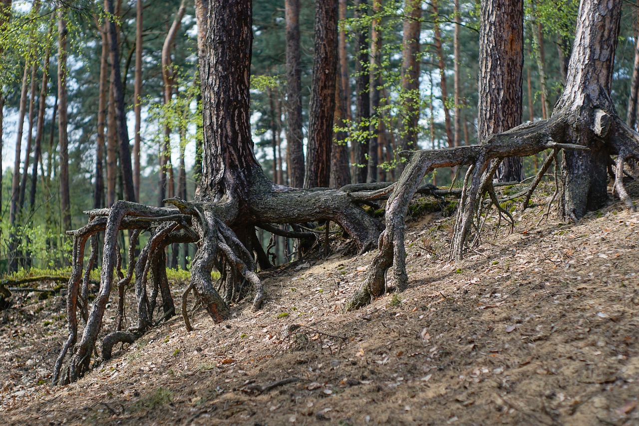 Image - forest the roots of trees tree pine