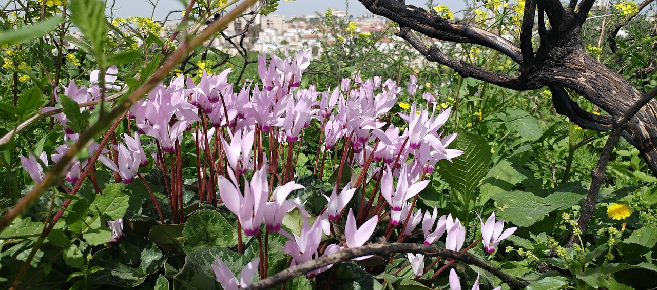 Image - flower earth nature green pink