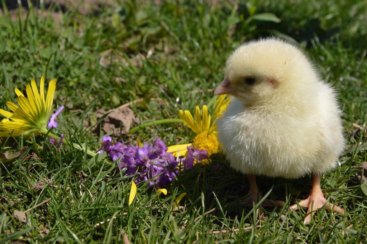 Image - chicken flowers bird nature chick