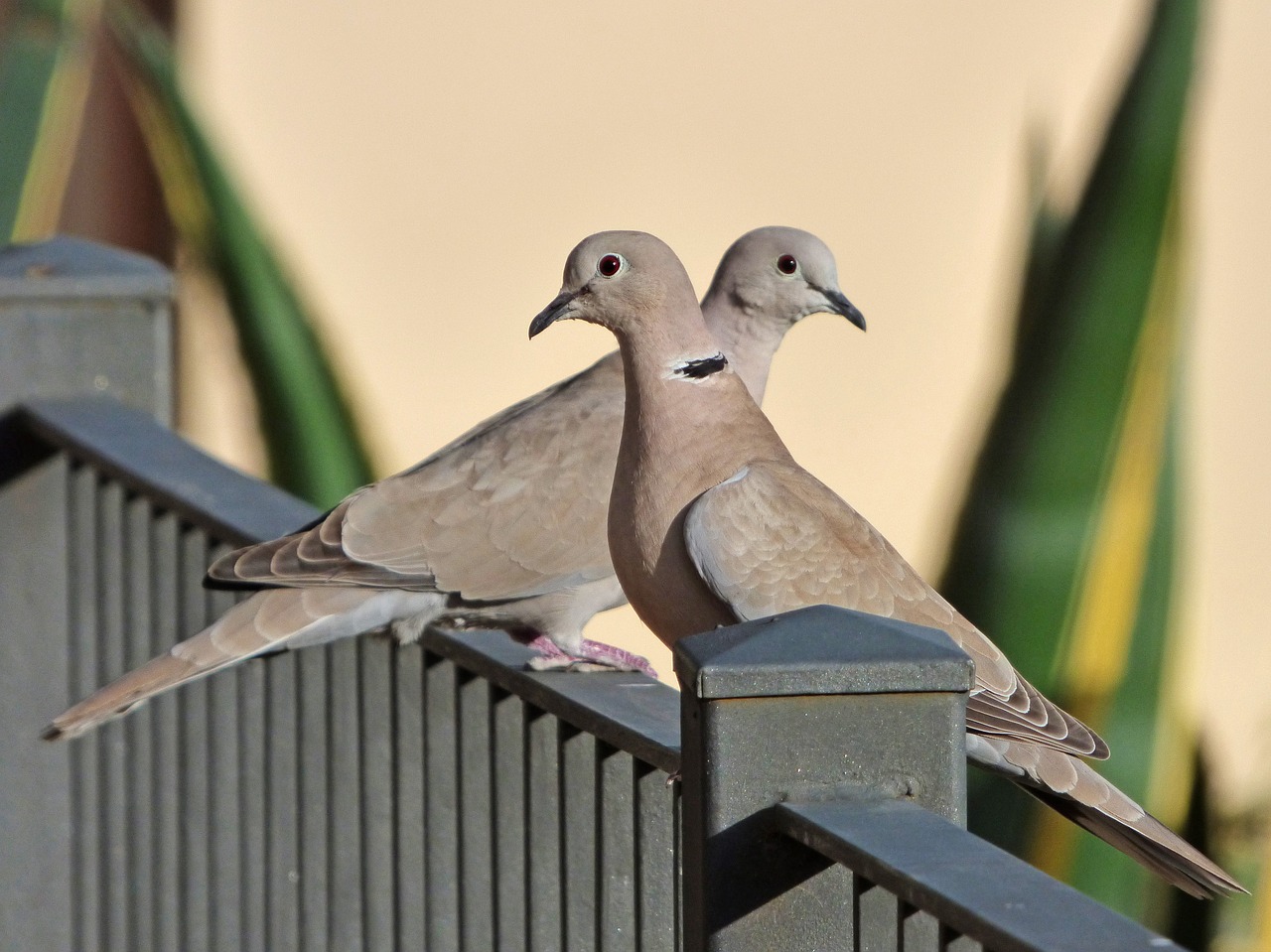 Image - birds turtledoves