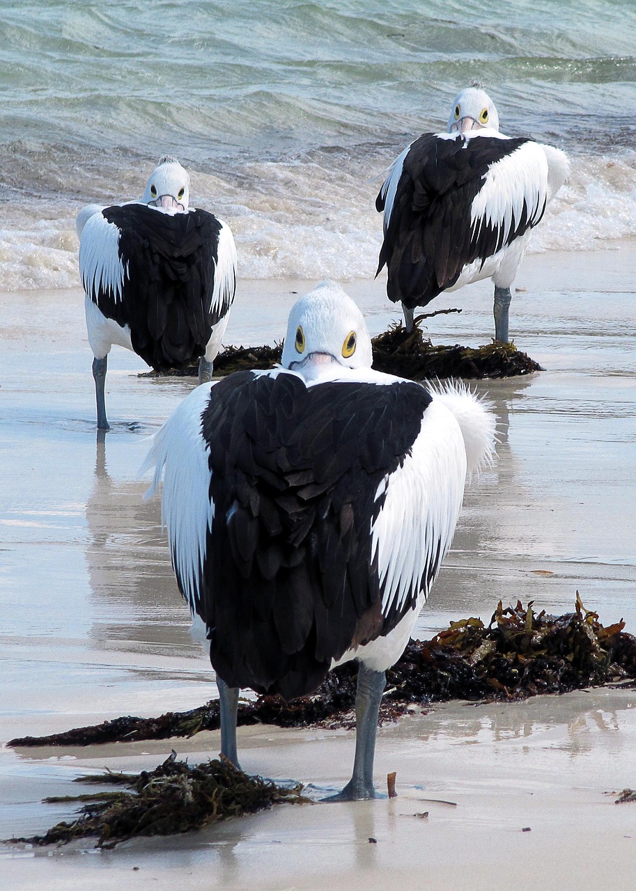 Image - pelicans sea birds australia