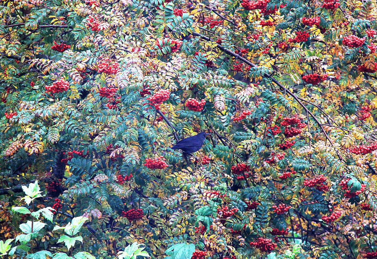 Image - rowan nature branch plant red