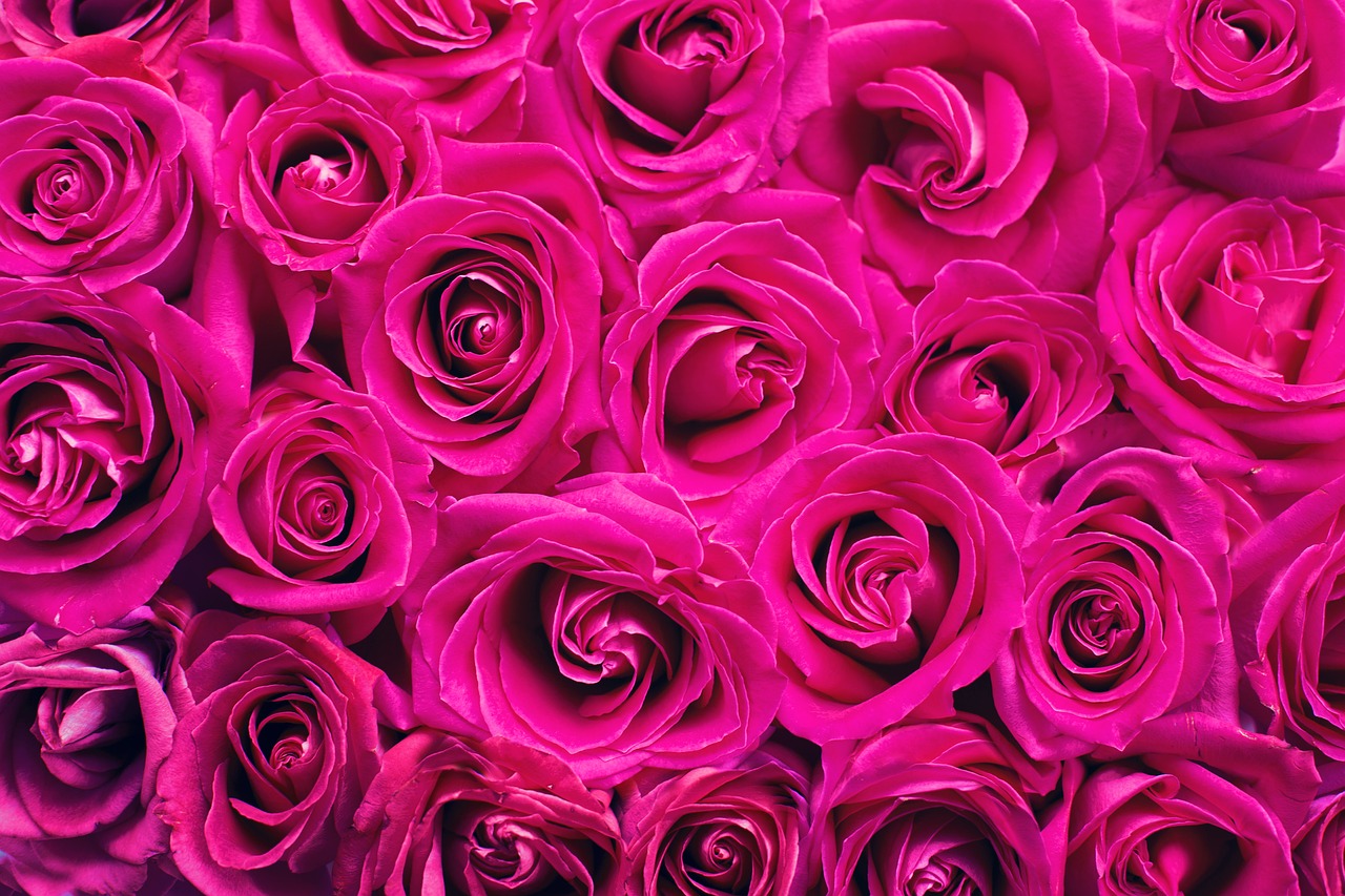 Image - pink roses roses background