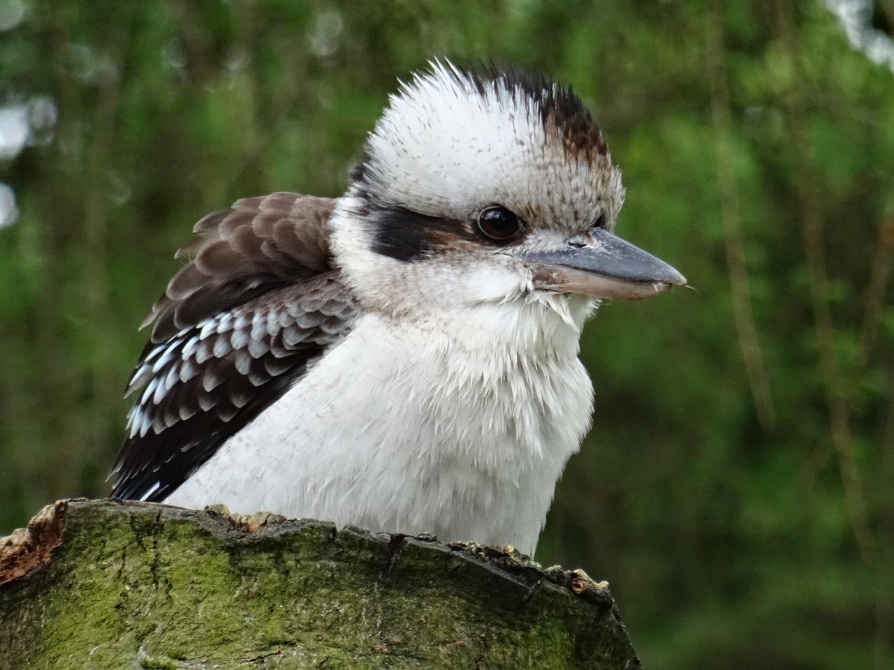 Image - kookaburra york bird of prey