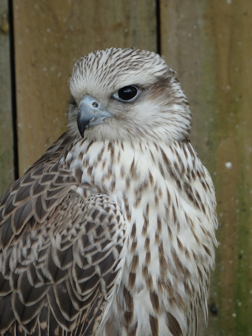 Image - cyr falcon york bird of prey centre