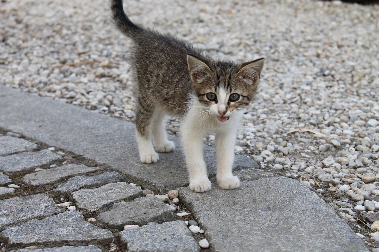 Image - kitten mackerel tiger cat moustache