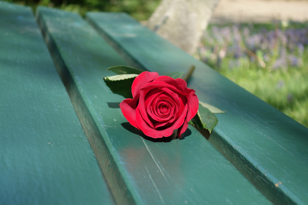 Image - red rose empty green bench love