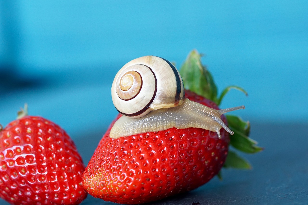 Image - strawberry snail shell probe