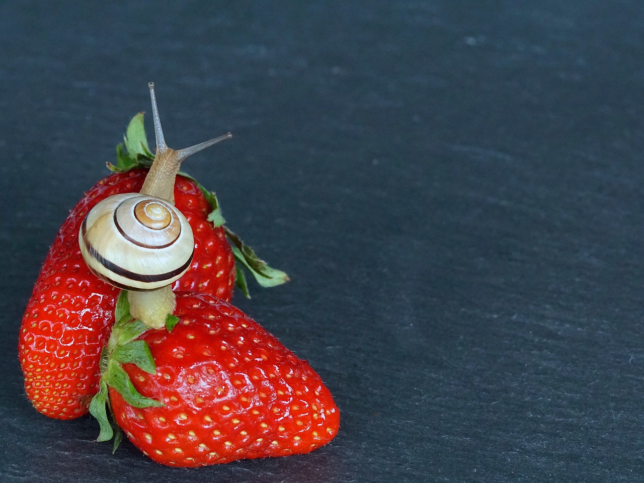 Image - strawberry snail shell probe