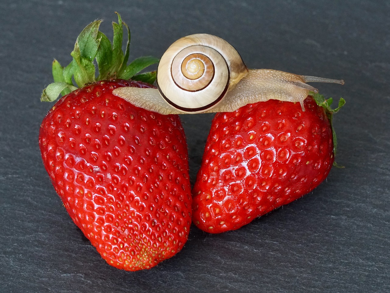 Image - strawberry snail shell probe