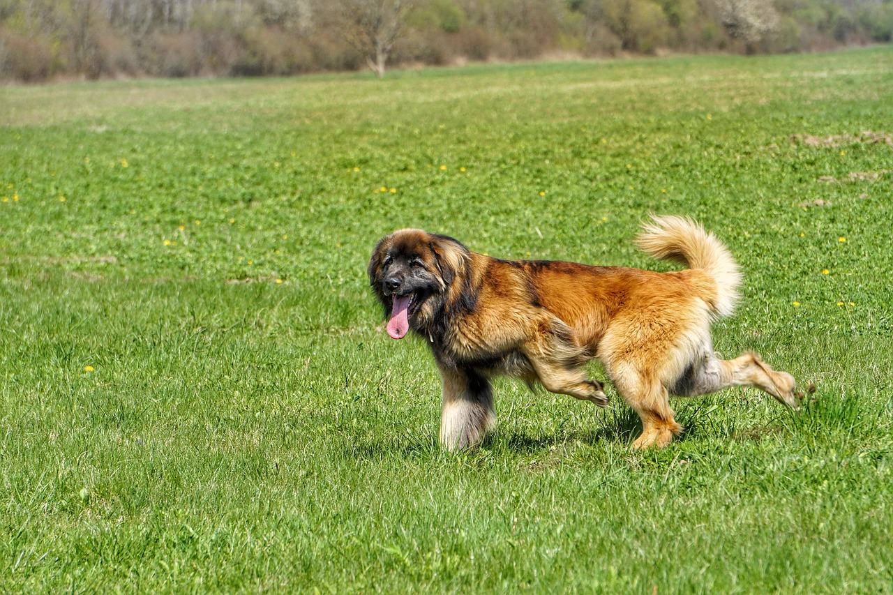 Image - leonberger dog nature