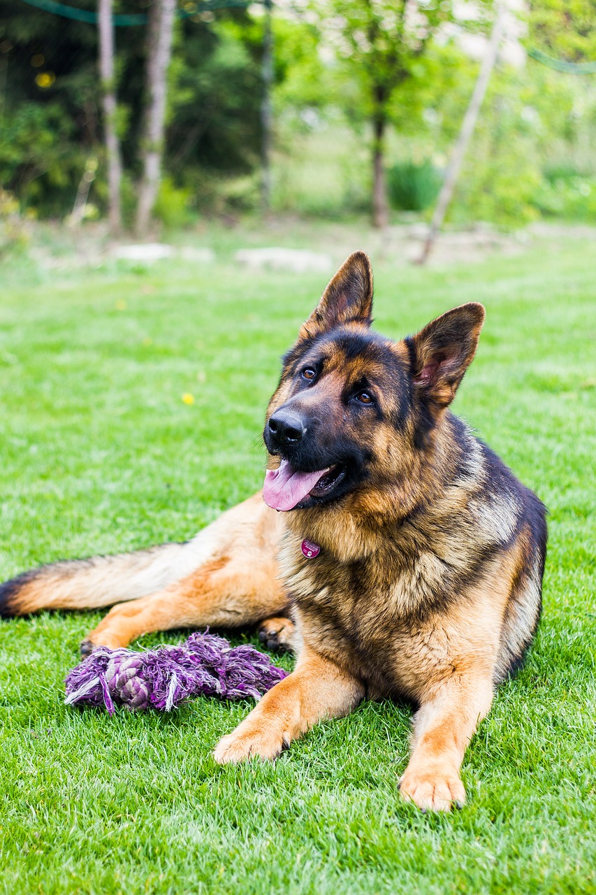 Image - dog german shepherd dogs animal